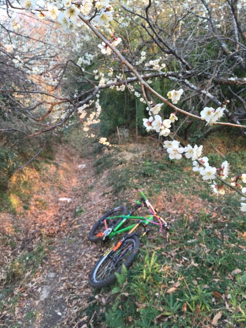 xizang325: ２０１６・２・２７　　ドラッグキング 梅の花が見頃になりました。