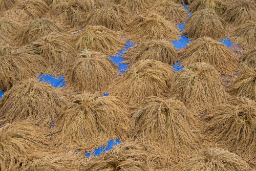 sfmoma:Submission Friday:Maximilian Canepa, Freshly picked Rice - Ubud, Bali