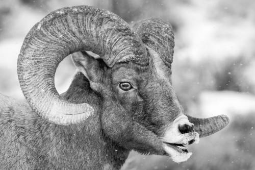 Bighorn sheep at the National Elk Refuge, Wyoming. December, 2020.