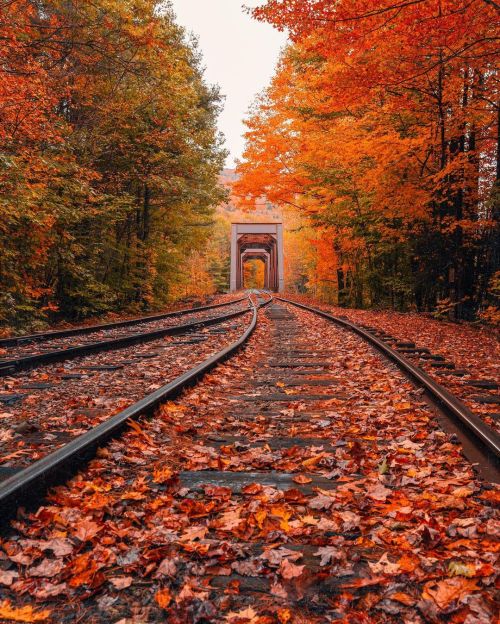 atraversso:   Wonderful  Autumn  🍁  ❤️  by neohumanity