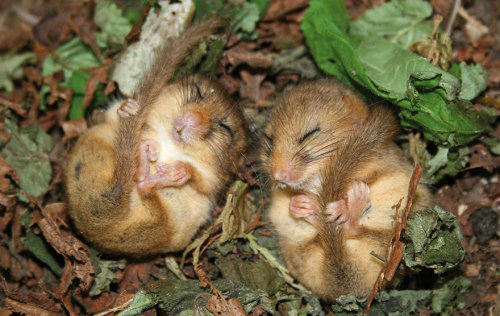 mckitterick:Tiny wild mice in their natural environments. See lots more at the source: X 