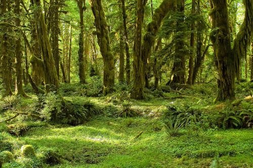 sexsavestheday: Another burst of nature porn. opticallyaroused:  Olympic National Park: One of the wildest places left in the USA Olympic National Park in Washington offers a bit of everything for nature lovers, hikers and adventurers like Pacific Ocean