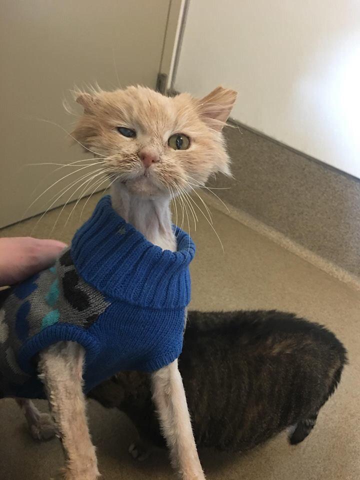 awwww-cute:  This cat looks like a cartoon cat that would have a fish skeleton in