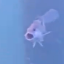 phish-h