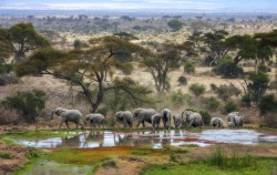 Creatures-Alive:  (Via 500Px / The Watering Hole By Victor Caroli)