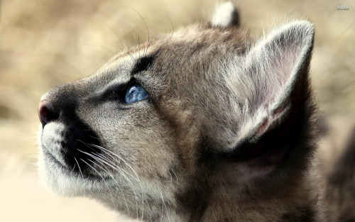 funkysafari: Cougar cub  by Peter23394