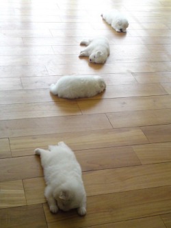 awwww-cute:  Trail of puppies  awww