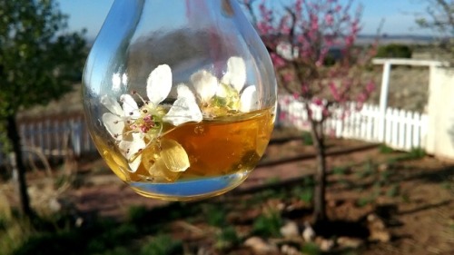 laughinggoddessapothecary: Oberon’s Breath Honey Potion(Wildcrafted Pear Blossoms from the fae tre