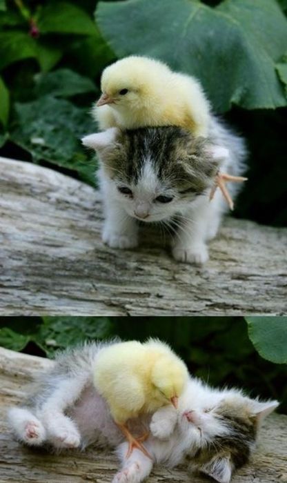 battinasprinkle:  this night has sucked. here’s some cute animal friends.