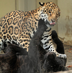 Jaguarssoul:  Jaguar Sisters Zoë And Zara From The Antwerpen Zoo (Belgium) Photographer: