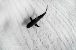 lifeunderthewaves:  shark by TomMeyer