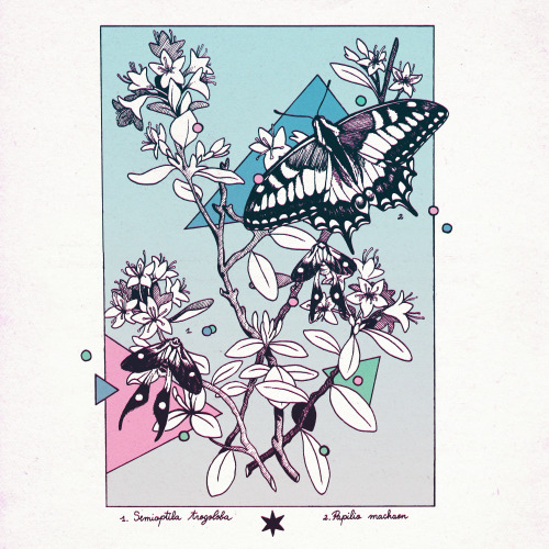 【﻿Ｍｅｍｐｈｉｓ　ｃｕｒｉｏｓｉｔｉｅｓ】Colored version of this set of botanical illustrations. These pieces were comm