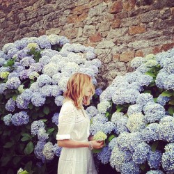 grrrrrlbaby:  Hydrangeas are my favorite