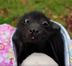 daily-blep:  Is a baby bat blep allowed here?