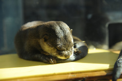 dailyotter:Otter Curls Up with His TailVia Bong Grit[Toba Aquarium, Japan]