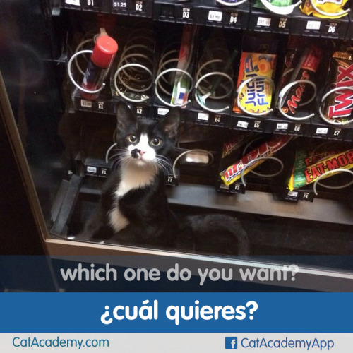 Here’s a helpful cat, helping you become fluent in Spanish.http://is.gd/Cat_Spanish