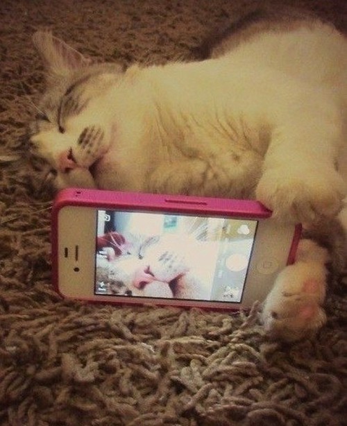 de-lila-a-medio-dia:Selfie-Cat time. :3