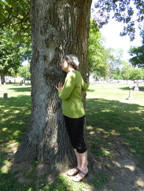 Mother tree at the small downtown cemetery in Carbondale. Photo Credit Megan Sims