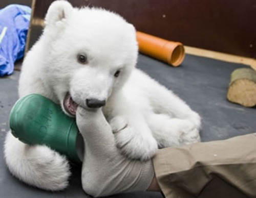 johnleekpop:  -Son animales demasiado rudos, que no te engañen su linda y hermosa ternura que cargan estos lindos, geniales y maravillosos animalitos, 