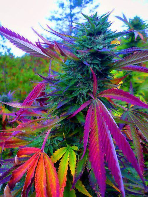 dirtyhippieproductions:  How goes your garden grow?! ☮  ❤ ॐ 
