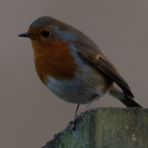 European Robin (Erithacus Rubecula)
