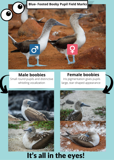 great-and-small:Did you know that male and female Blue-Footed boobies can be differentiated