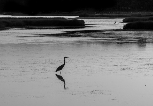 Egret