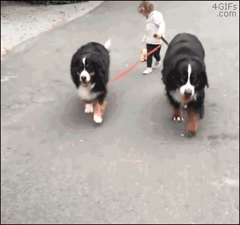 Little girl takes two huge dogs and toy dog for a walk. [video]