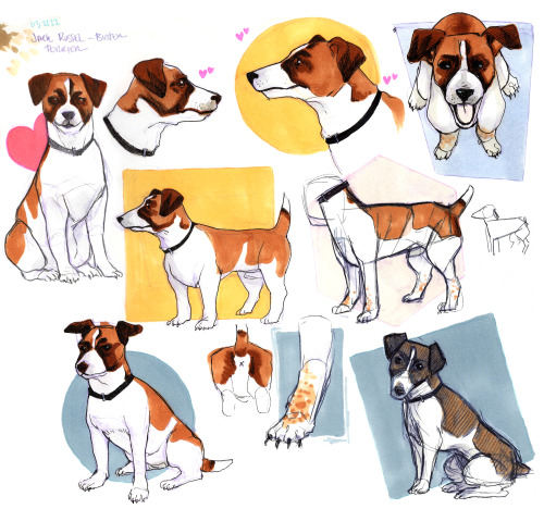 （●´∀｀）ノ♡For all I love Hannibal, I have neglected to do dog studies so I can actually draw Will and 