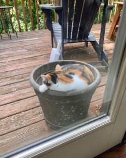 Laughing-Thrush:mom Tried To Call Her Inside But She Was Enjoying Her Pot Of Dirt