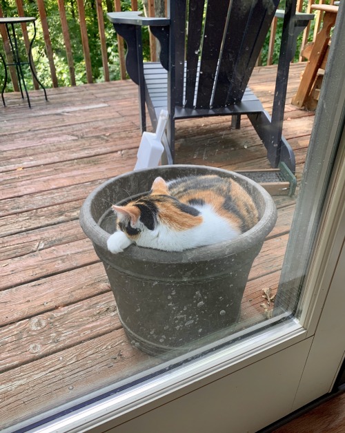 laughing-thrush:Mom tried to call her inside but she was enjoying her pot of dirt