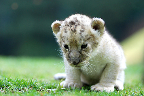 my-teen-quote:  feeling sad? look at this baby animal blog!