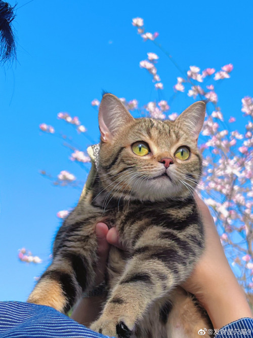 fuckyeahchinesefashion: Kitten and spring. Photo by 发财是只喵9