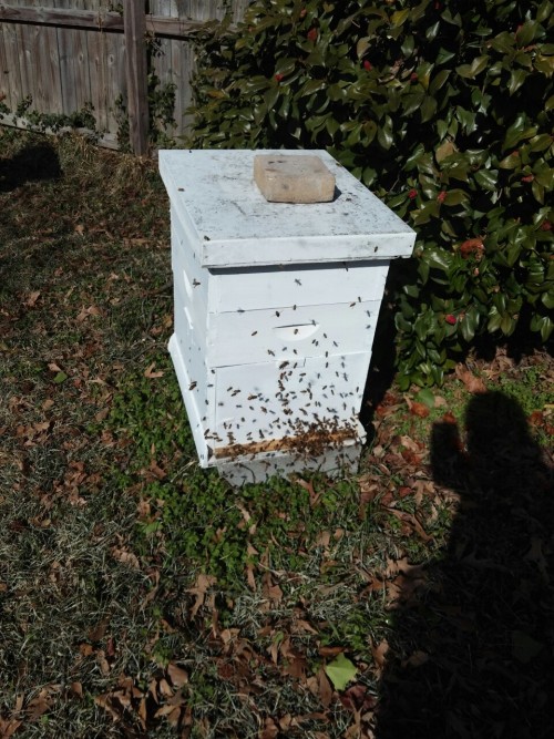 Snow one day, 60 degrees the next. The poor bees have never been so confused