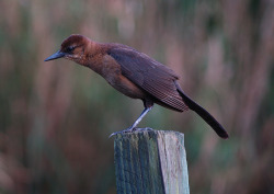 murd3r3r:  i love nature. this bird was very