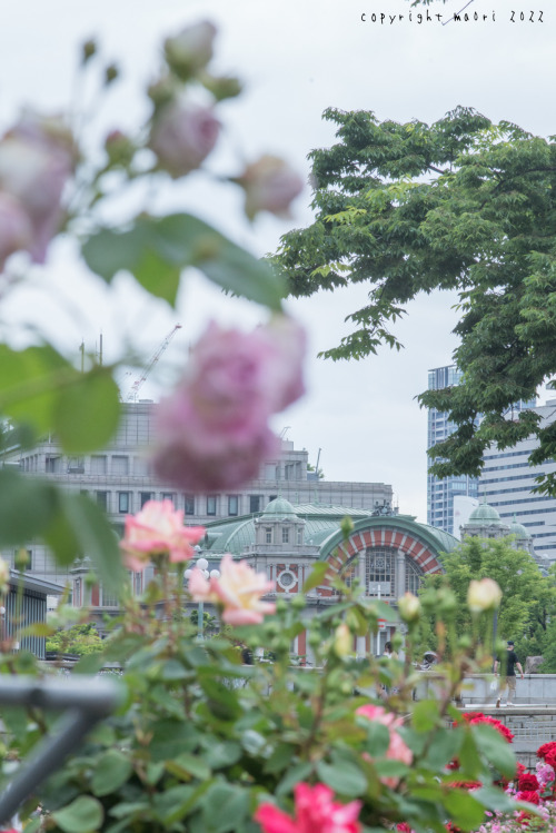 Nakanoshima Rose GardenPosted; May 19, 2022