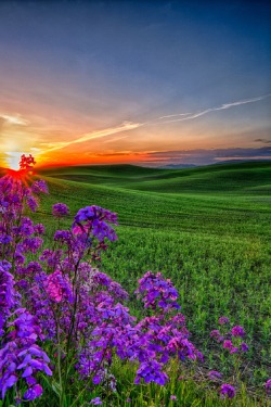 sublim-ature: Palouse, IdahoRon Doebler 