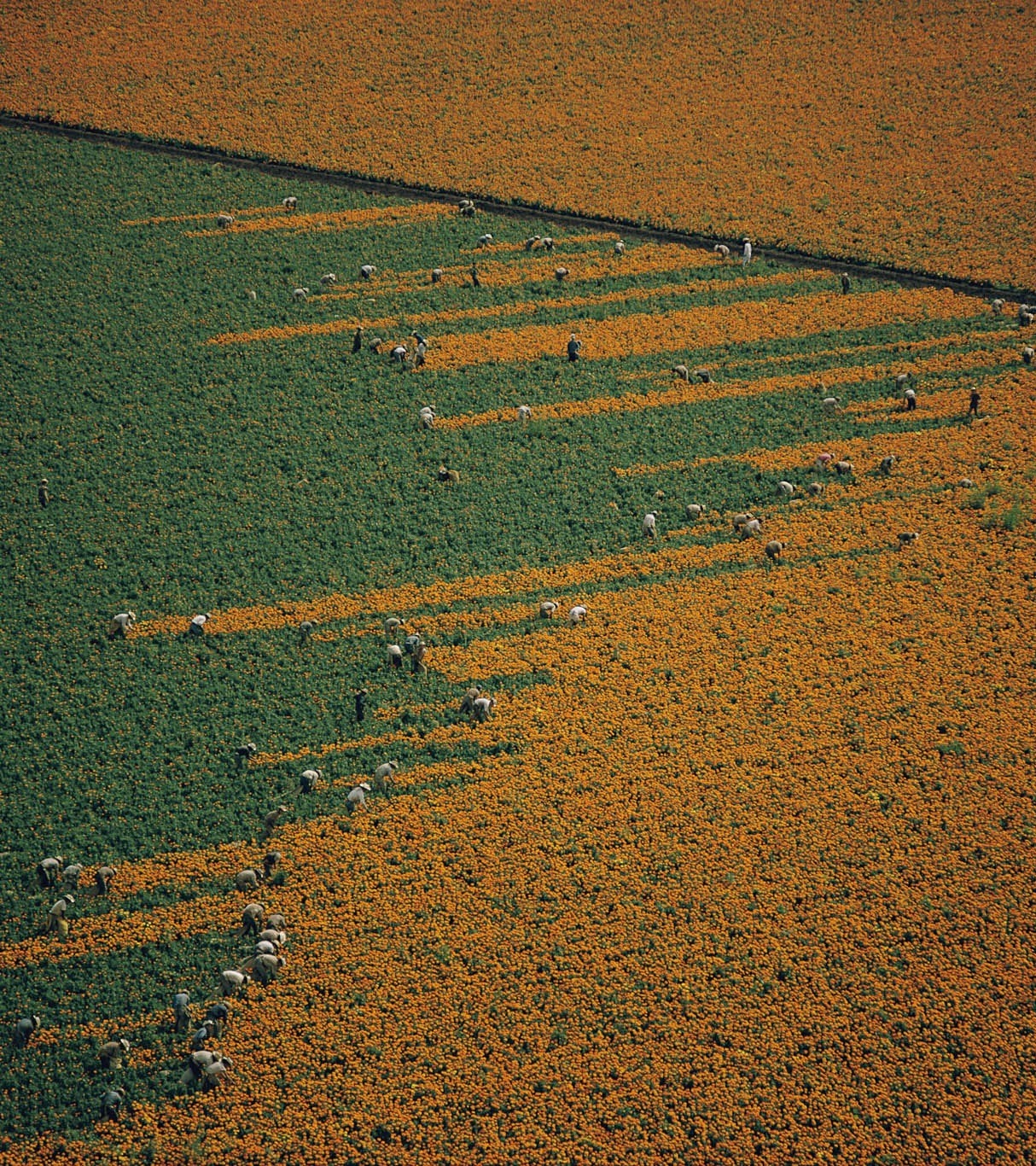 oldmanpeace: Marigold.