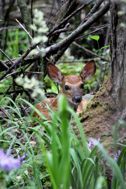 walking-geema:….suddenly it seems as though they are everywhere
