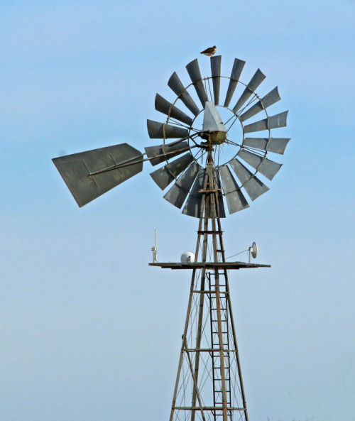 A Red-tailed Hawk sits atop a windmill in the Jornada Desert of New Mexico.zambellophotography.com
