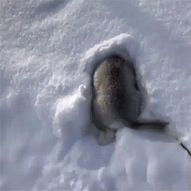fluffygif:Playing hide and seek in the snow