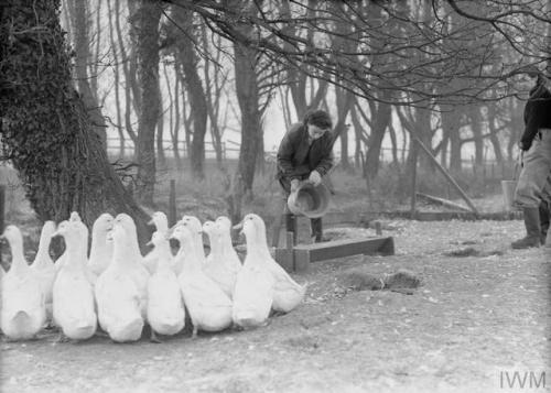 Women&rsquo;s Land Army training at the WLA training centre at Cannington Farm, Somerset (England, c