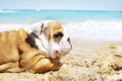 elkbone:   English Bulldog puppy at the sea