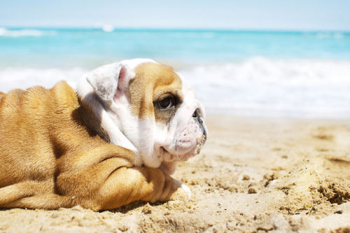 elkbone: English Bulldog puppy at the sea