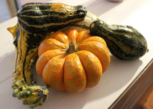 Happy first day of fall!! Time for decorative pumpkins and pumpkin-flavored things. . . . . . . #f