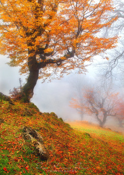 wowtastic-nature:  💙 Autumn Harmony by