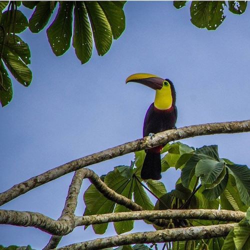 costaricaexperts:  A vision in the trees. The chestnut mandibled #toucan spotted on the #Carribean #