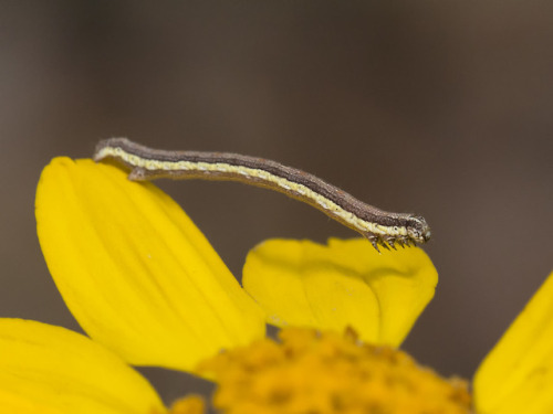 textless:Nonstop caterpillar party.  Cochise County, Arizona, summer to fall 2018.