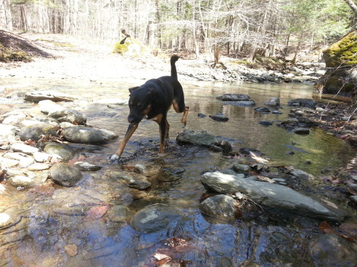 Took Xena out on run on the trail by our house. Then went into the pasture to check out the cattle