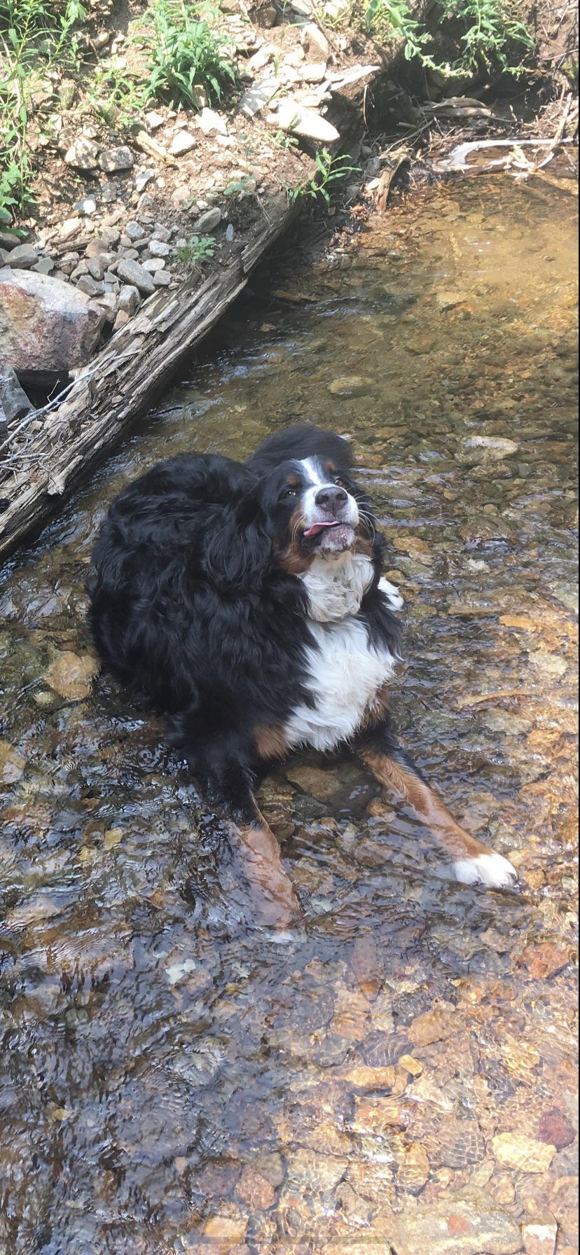 My majestic Bernese via 
Submitted March 29, 2020 at 06:51PM by Scotty_Hassett, Poop4U
